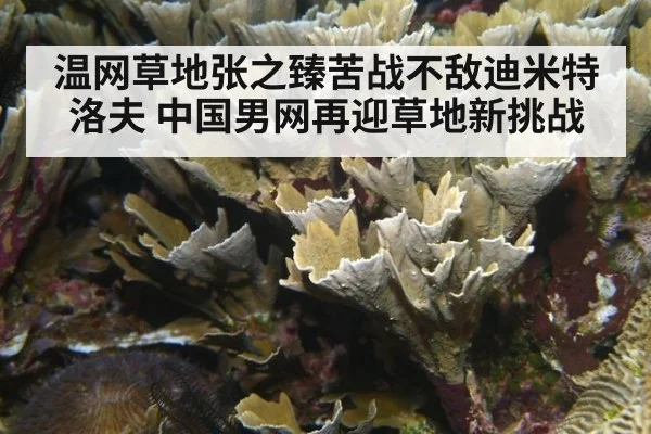温网草地张之臻苦战不敌迪米特洛夫 中国男网再迎草地新挑战